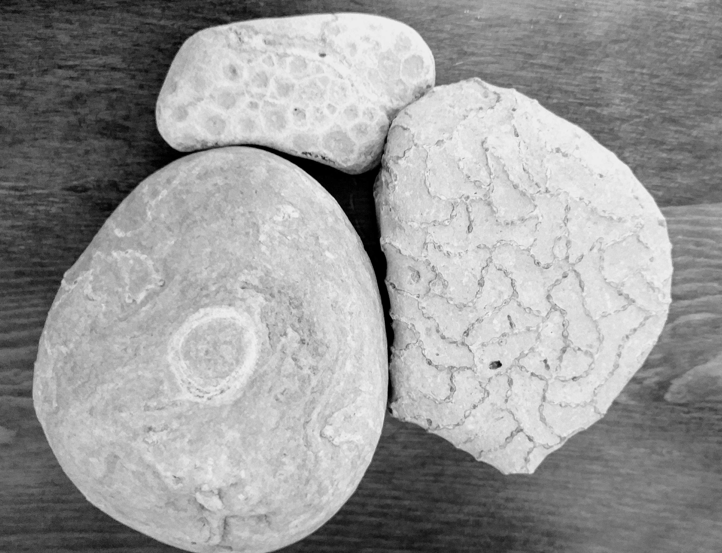 Three rocks: a Petosky stone, fossilized halysite coral, and a stromatalite.